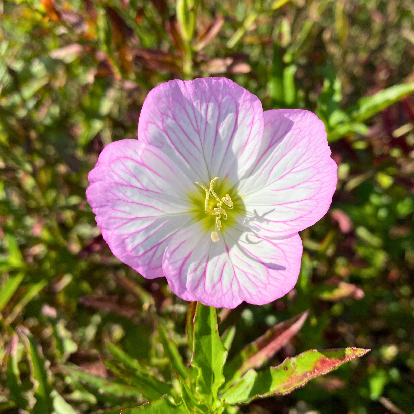 Semillas Primrose Evening