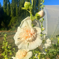 Semillas Malva Majorette Double Champagne