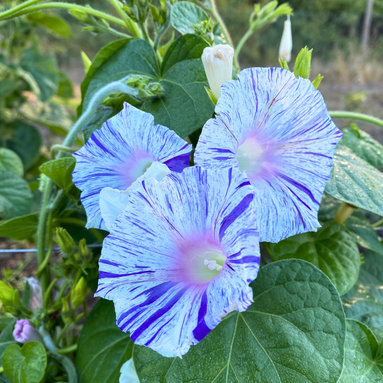 Semillas Morning glory carnevale di venezia