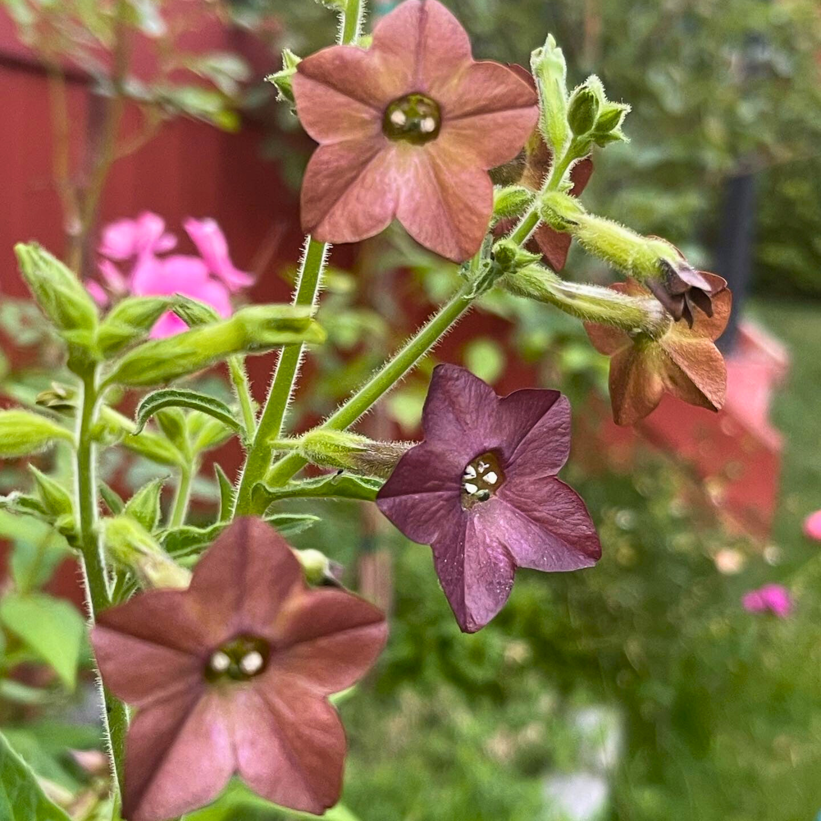 Semillas Nicotiana Bronze Queen