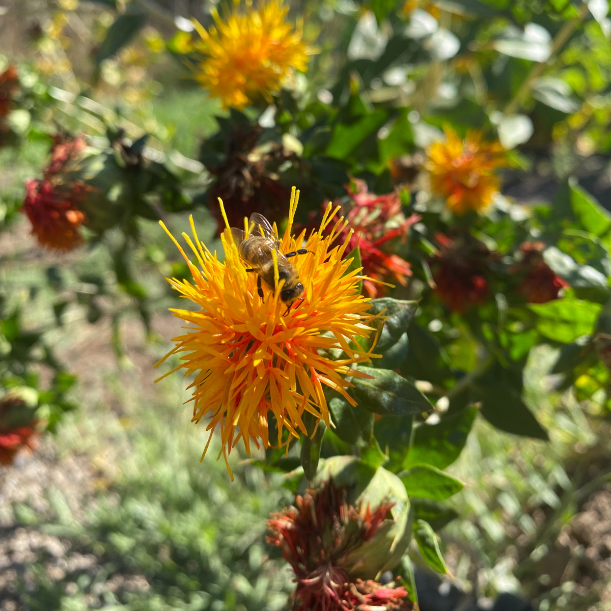 Semillas safflower Corrales Azafran