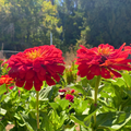 Semillas Zinnia Redman supercactus