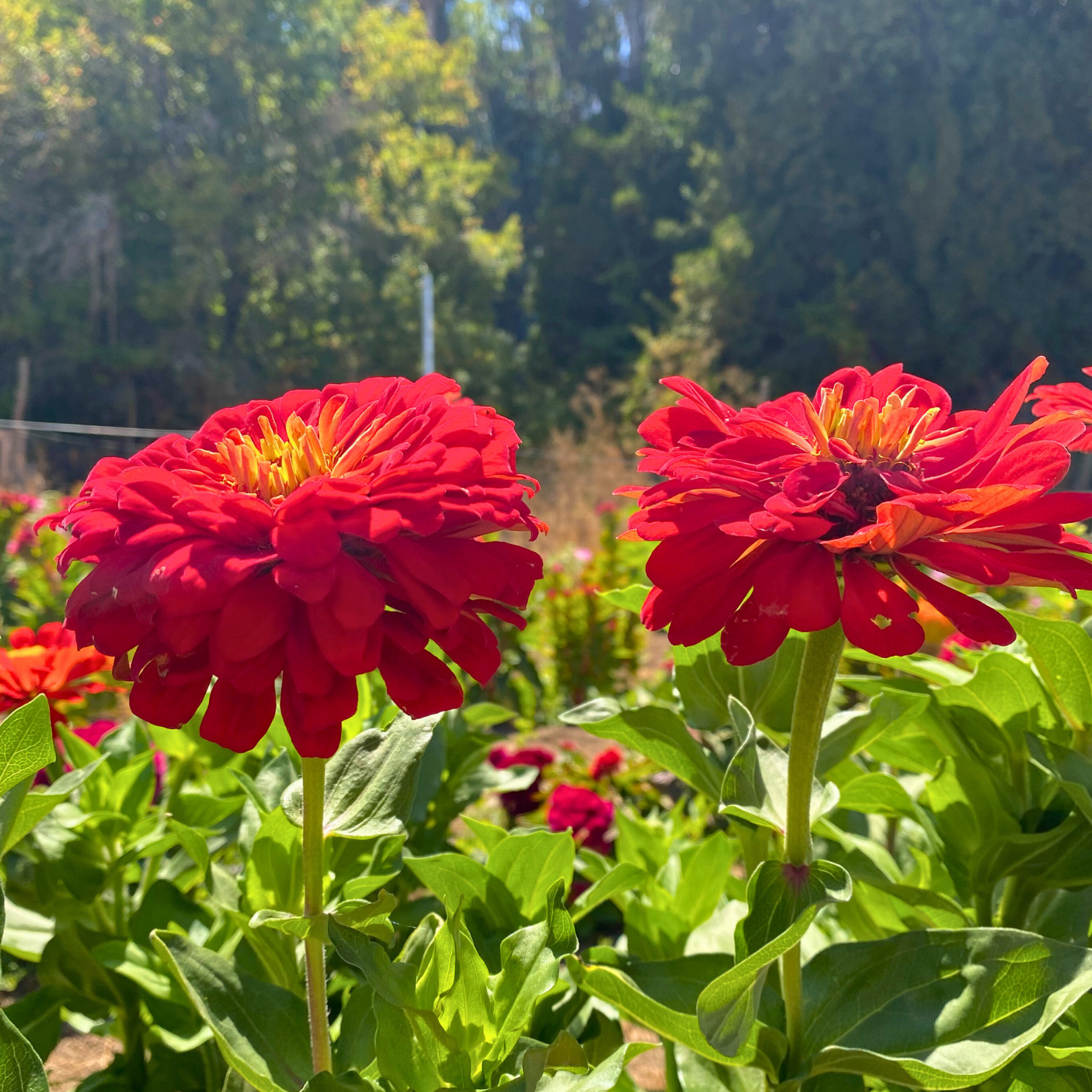 Semillas Zinnia Redman supercactus