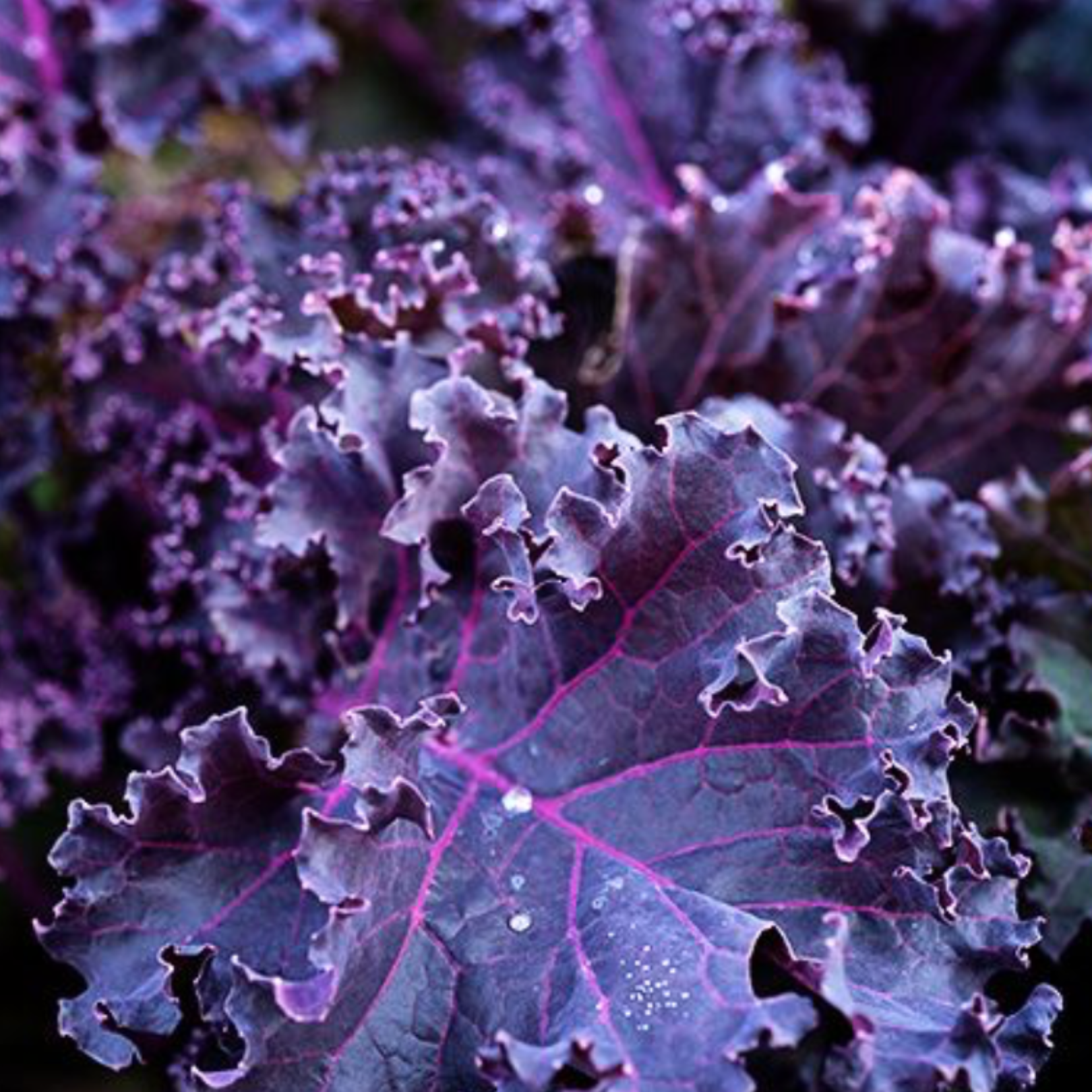 Semillas Kale  Morado