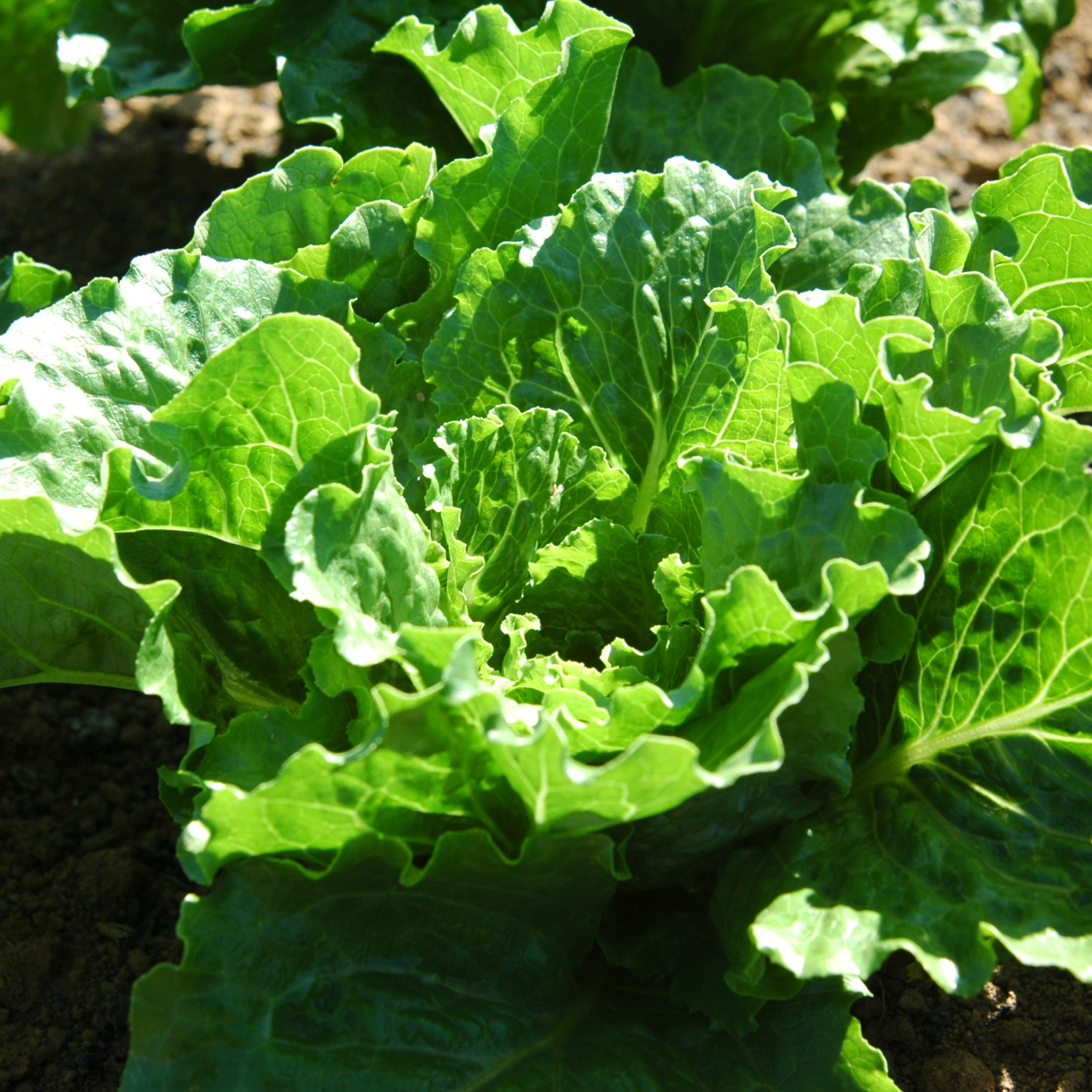 Semillas Lechuga Crispmint