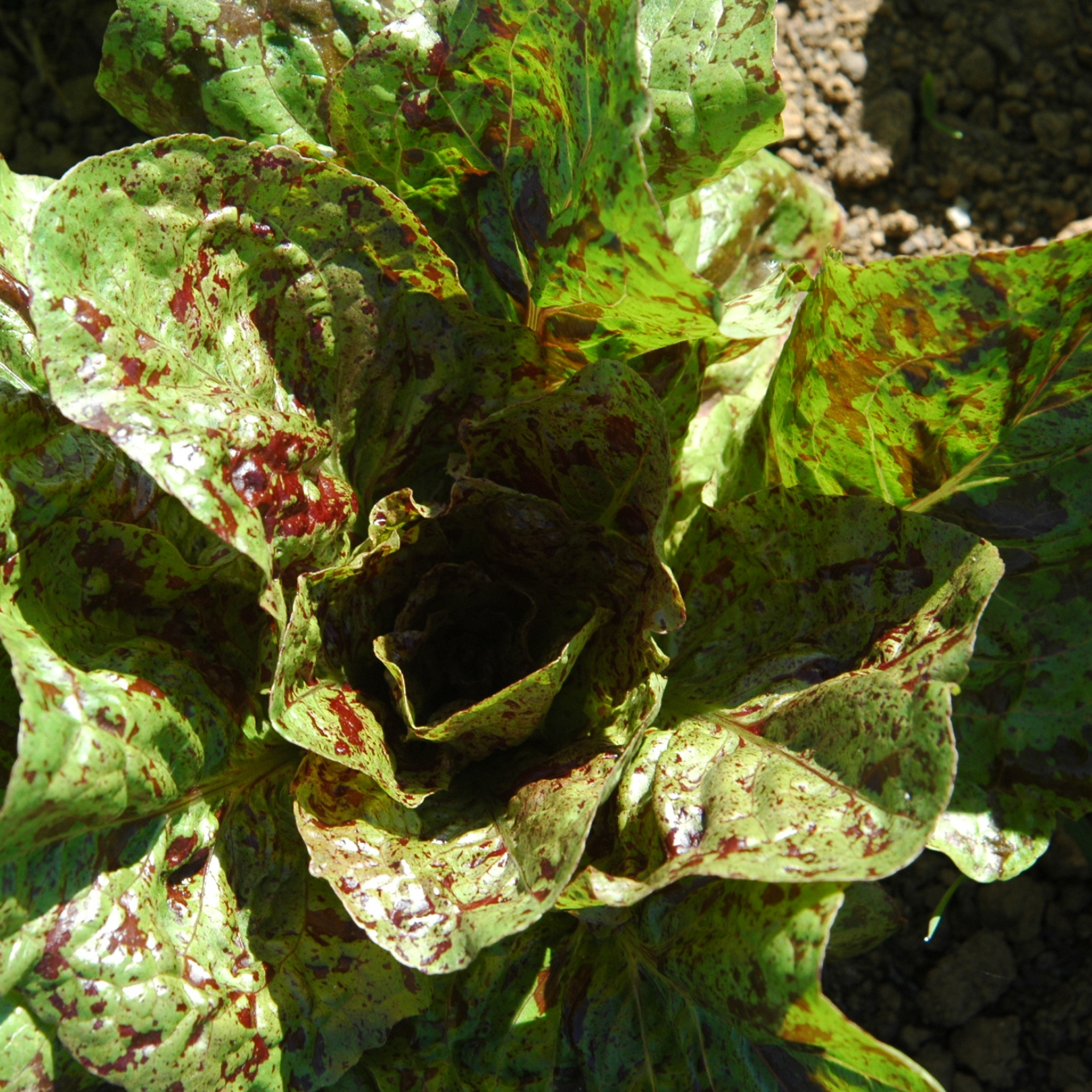 Semillas Lechuga Forellenschluss