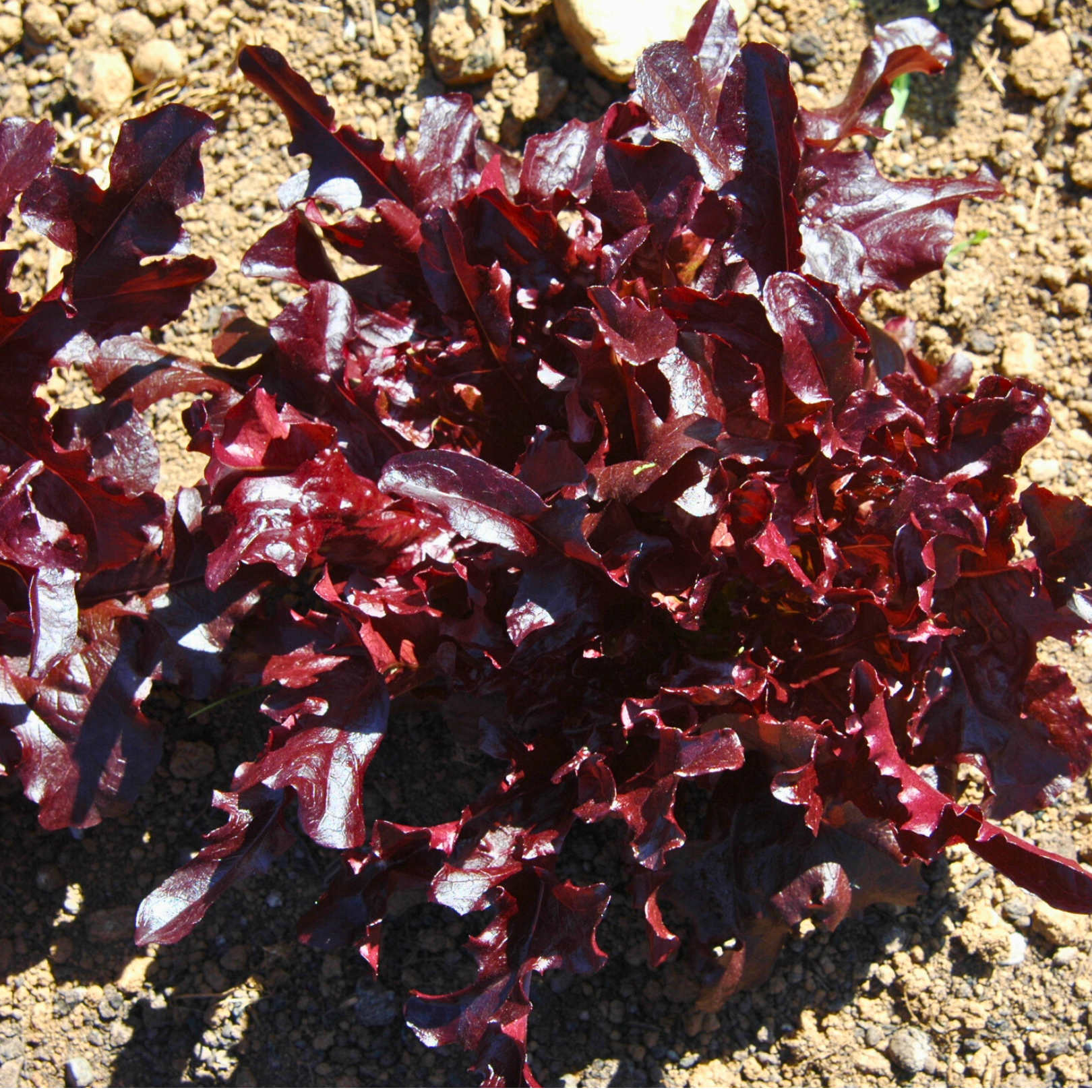 Semillas Lechuga Lunix