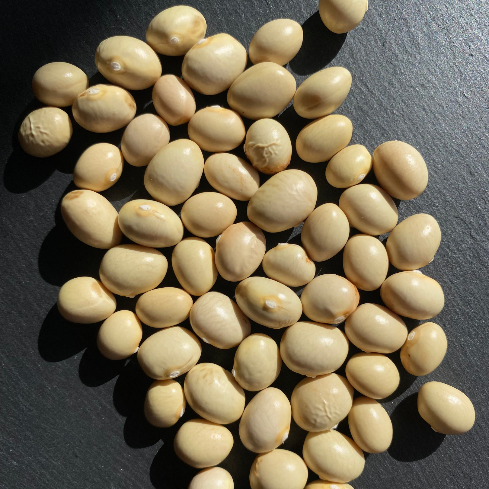 Semillas Poroto Manteca