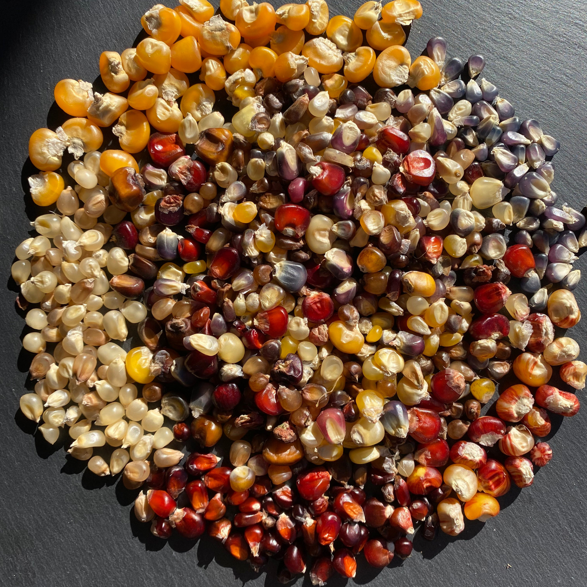 Semillas Maíz Mix