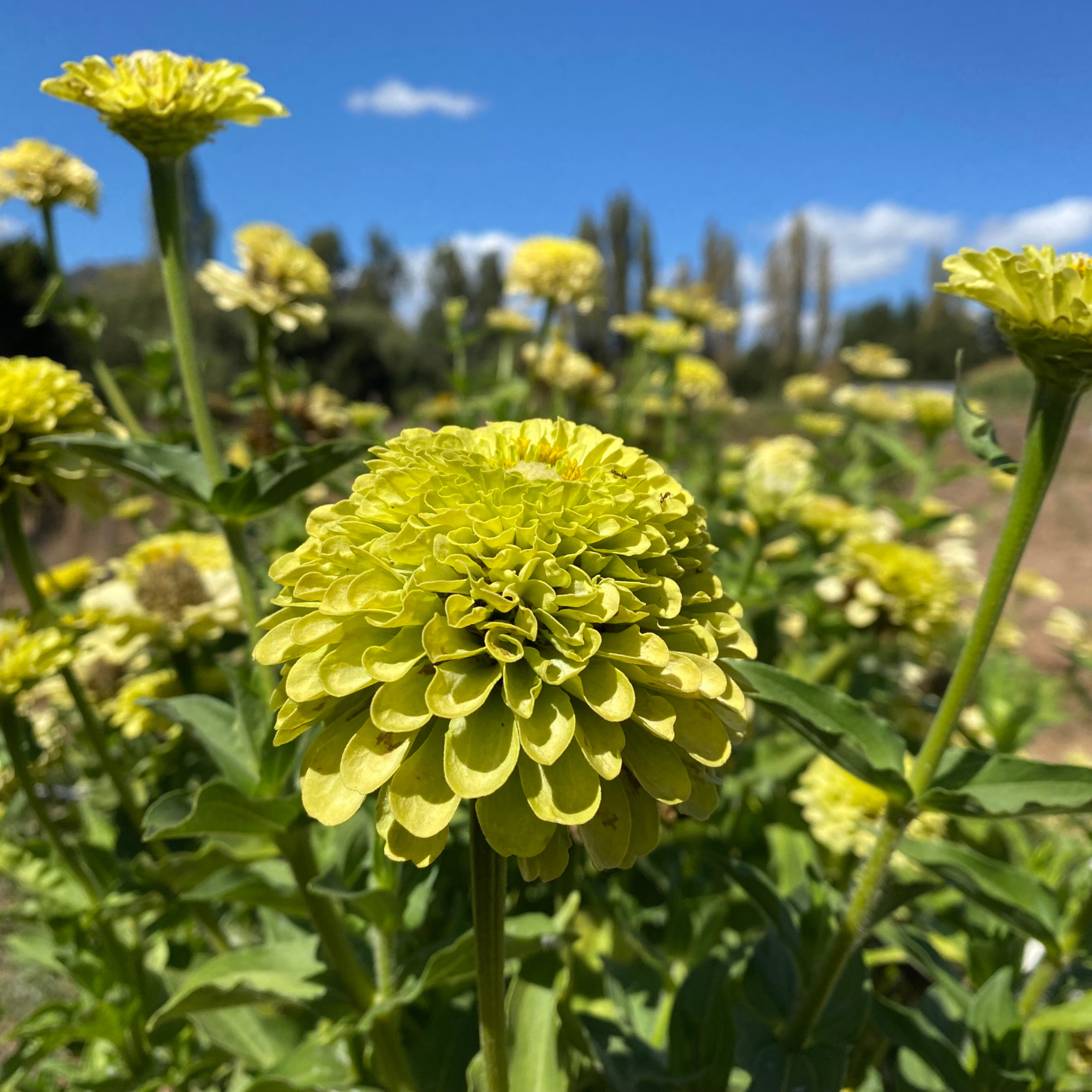 Semillas Zinnia Queen Lime