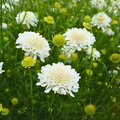 Semillas Escabiosa Snow Maiden