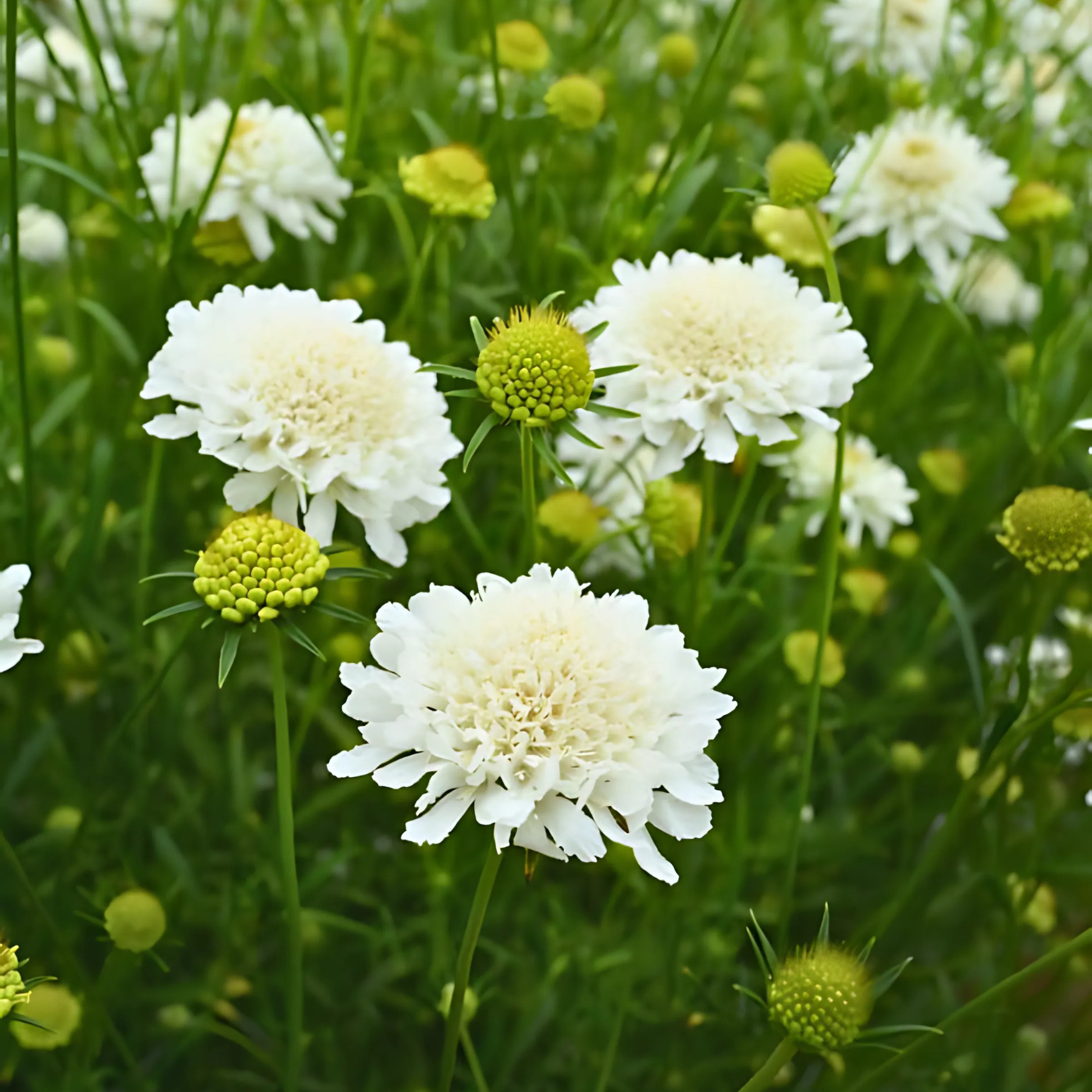 Semillas Escabiosa Snow Maiden