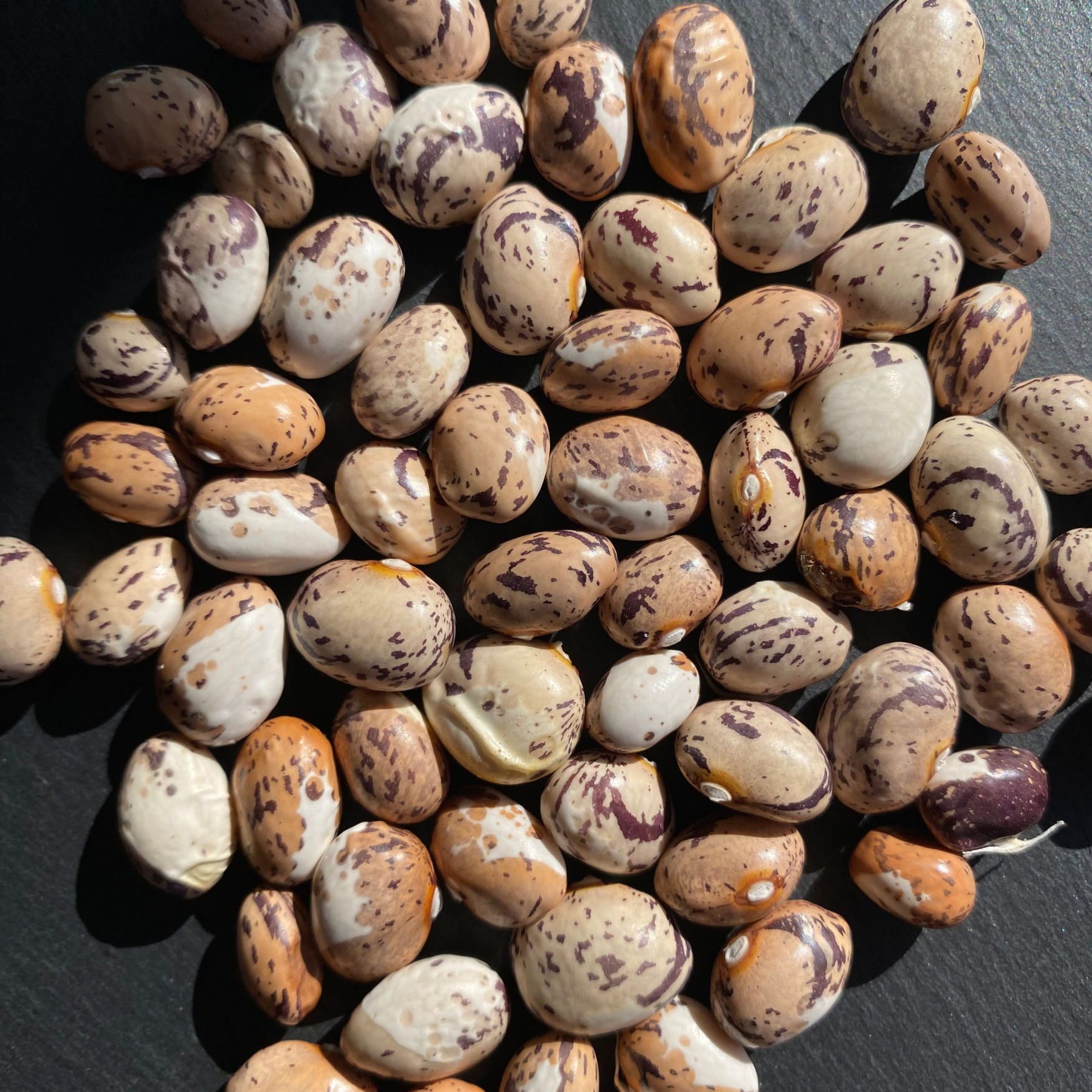 Semillas poroto Sapito Café