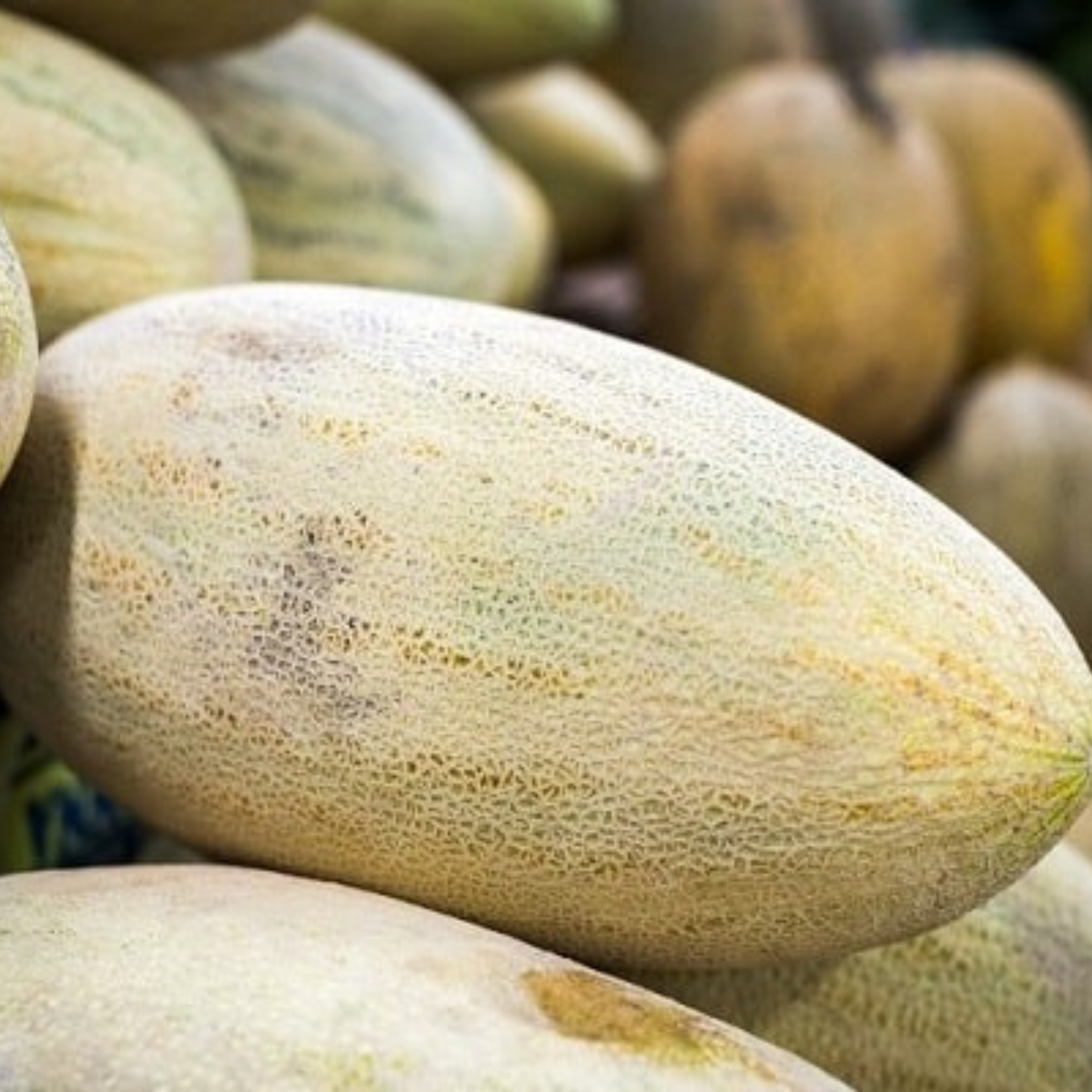 Semillas Semilla Melon Tejen