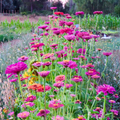 Semilla zinnia mix