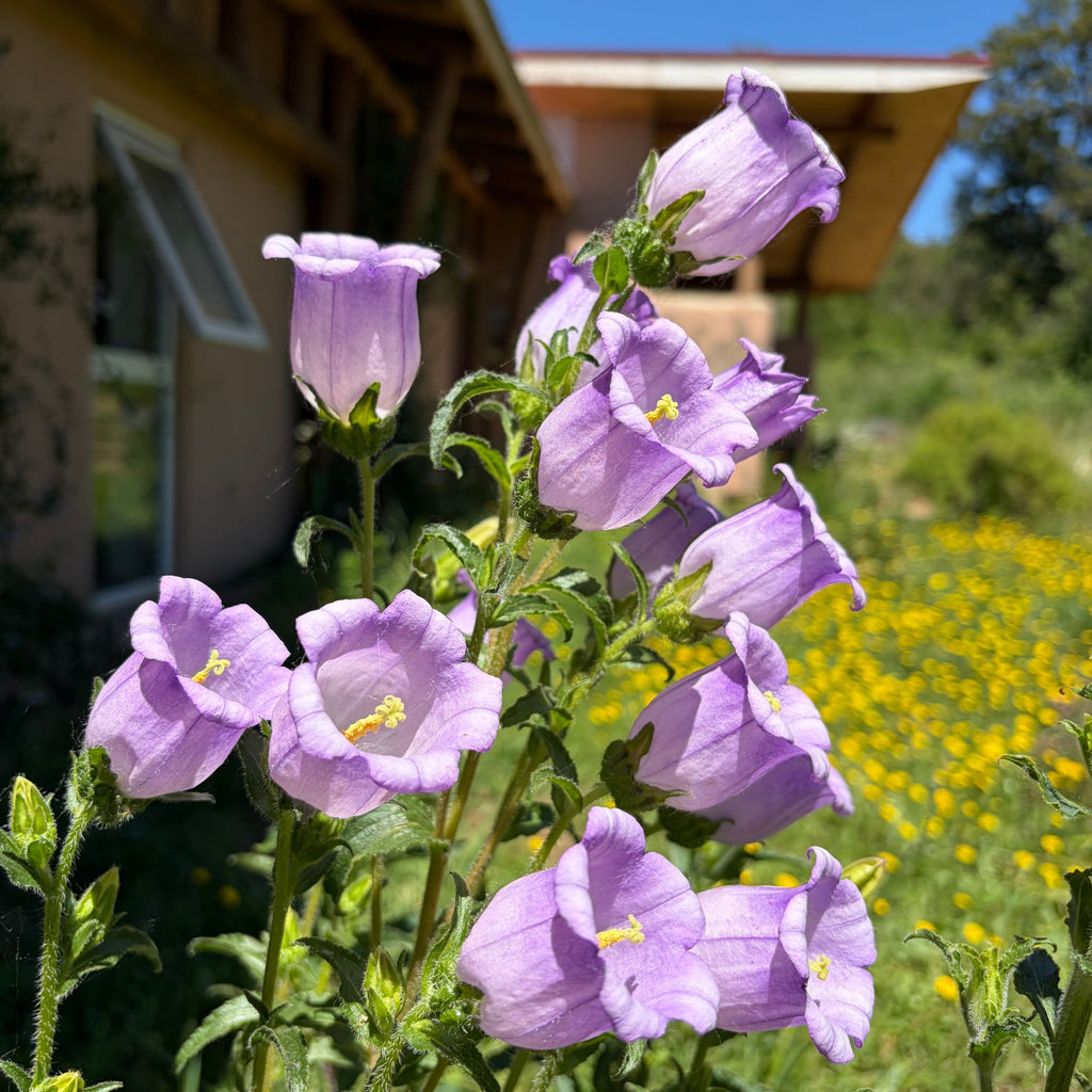 Semillas Canterburry Bells Mix