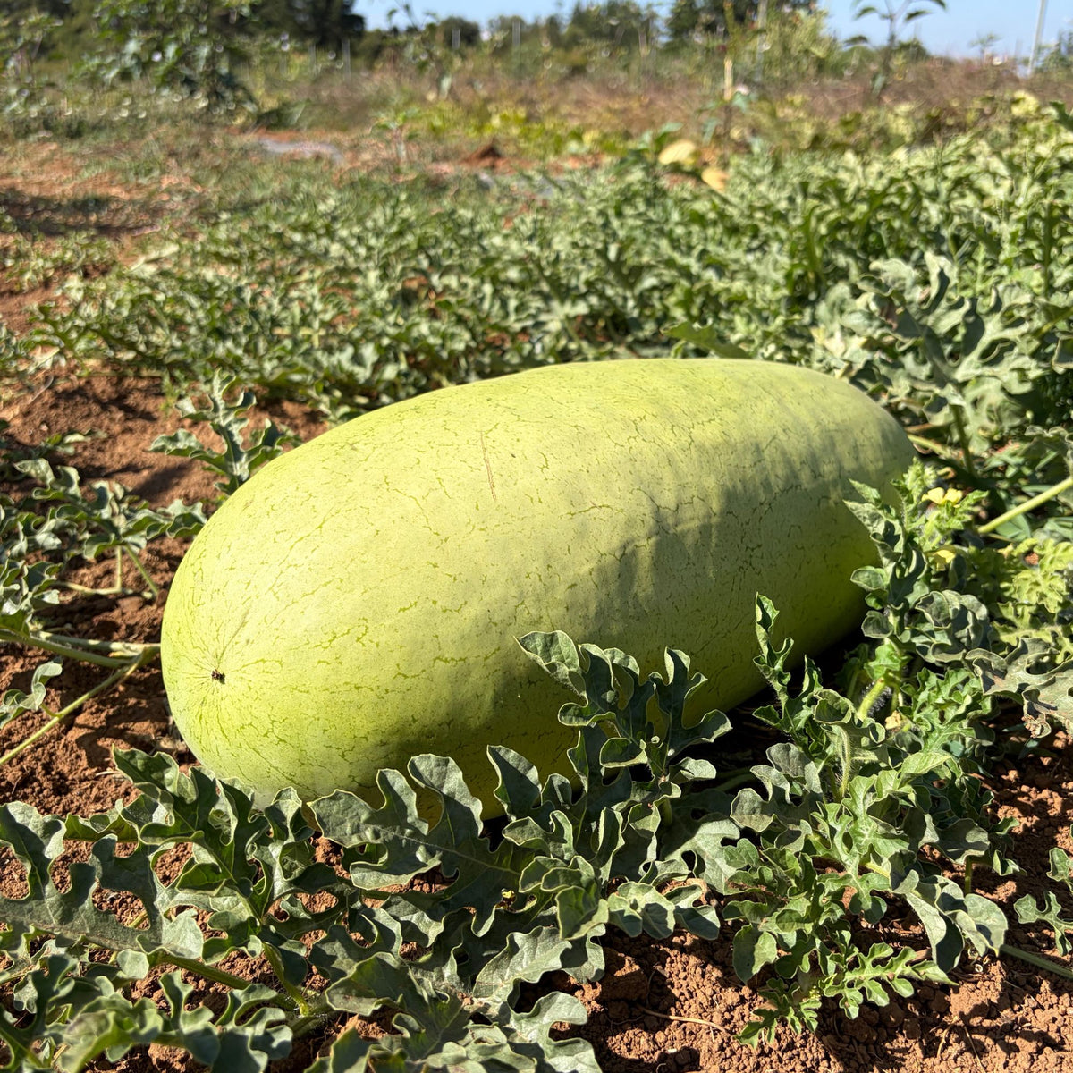 Semillas Sandia Ali Baba