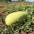 Semillas Sandia Ali Baba