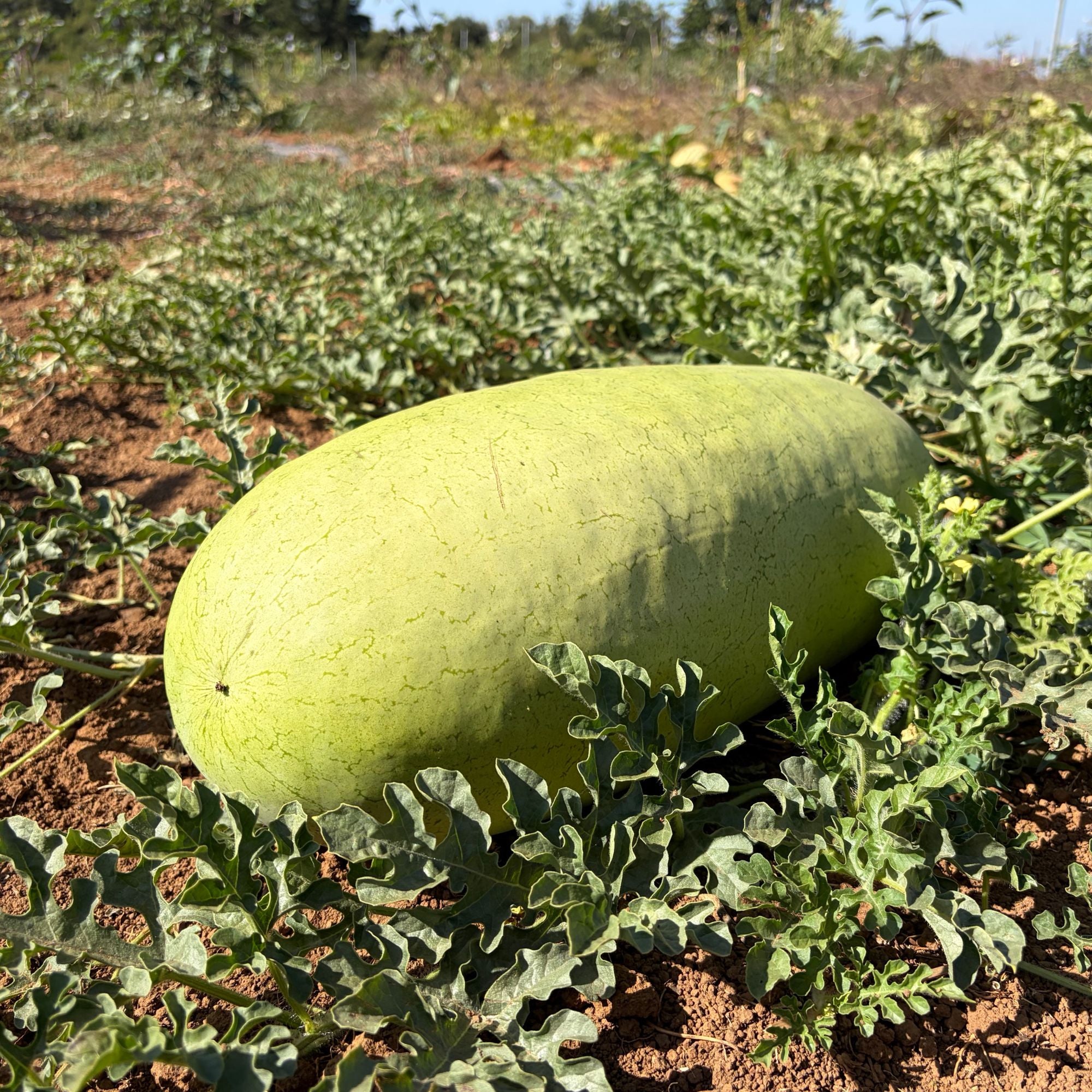 Semillas Sandia Ali Baba