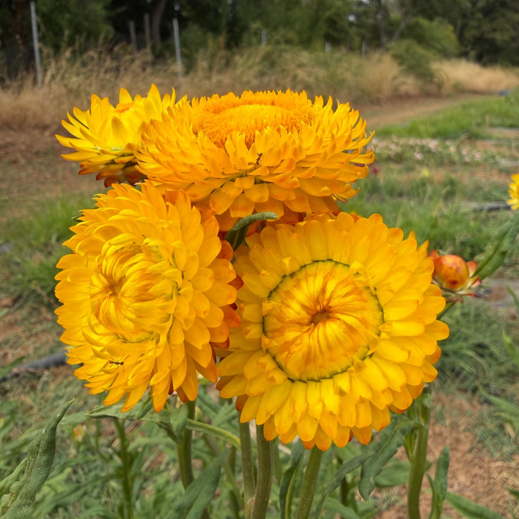 Semillas Strawflower King size golden