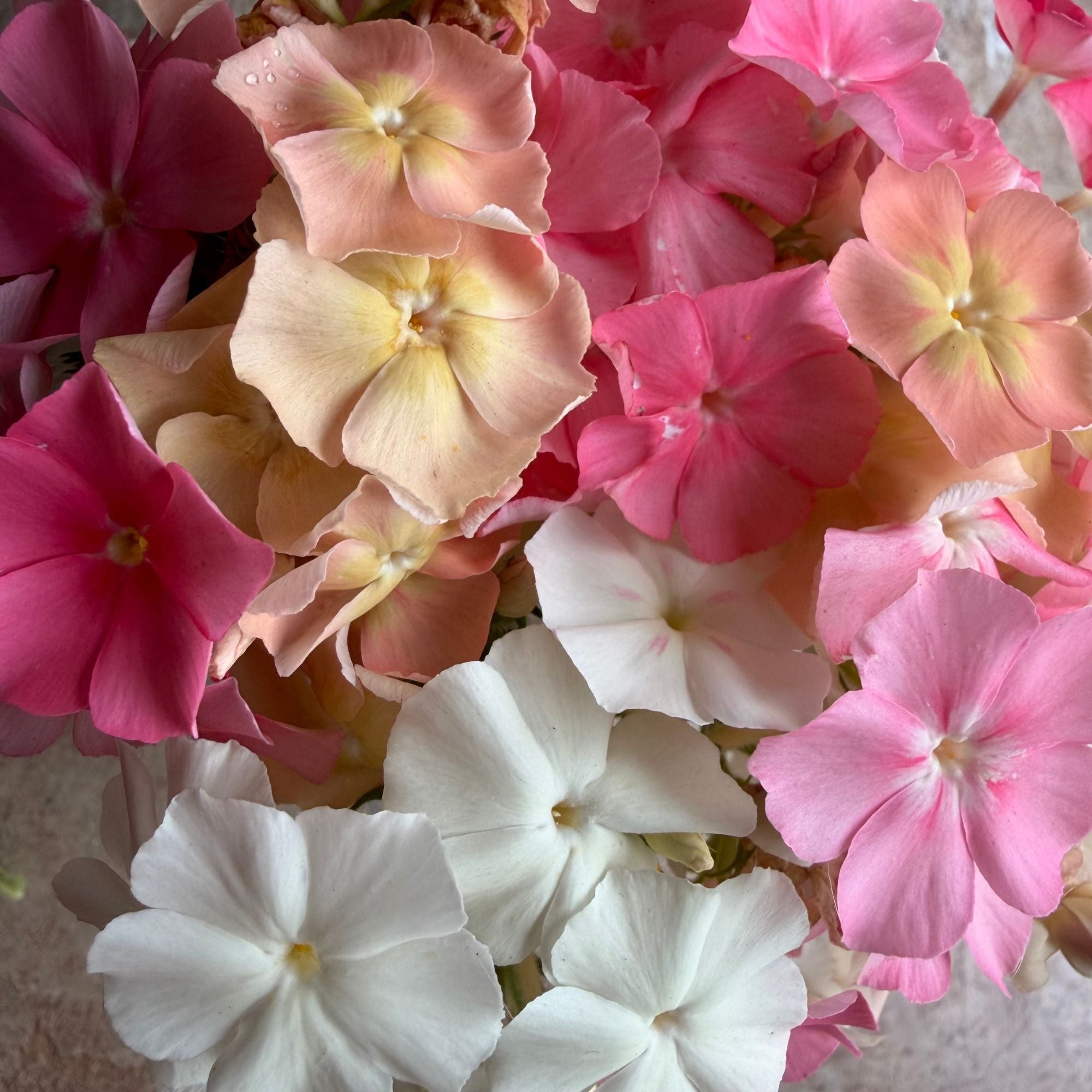 Semillas Phlox Pink and white mix