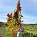 Semillas Amaranto Golden Giant