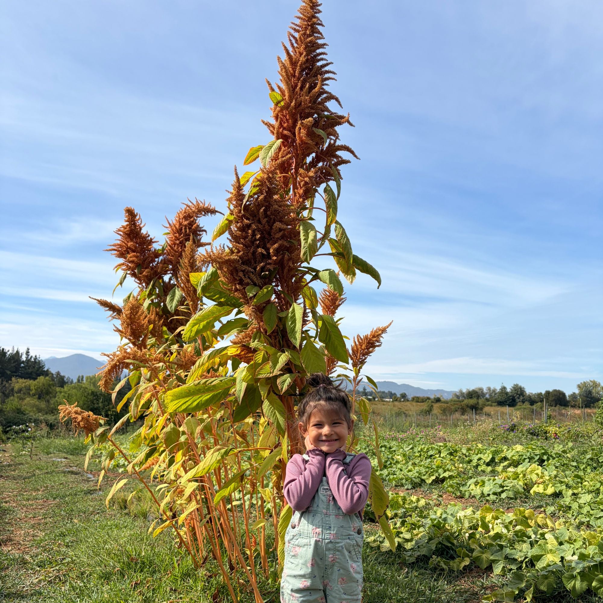 Semillas Amaranto Golden Giant
