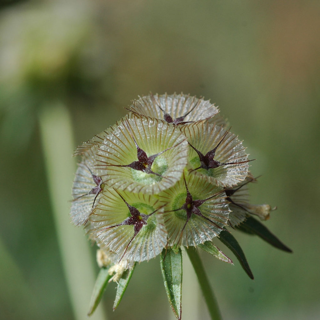 Semillas Scabiosa Paper Moon