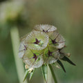 Semillas Scabiosa Paper Moon