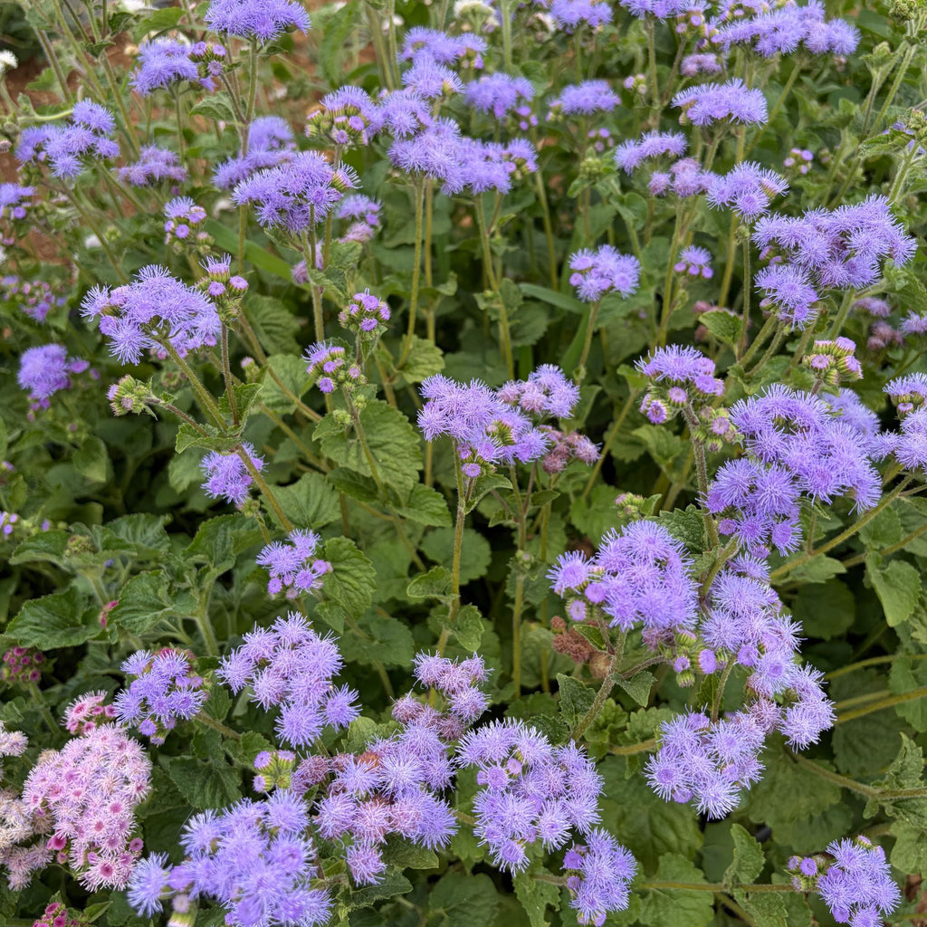 Semillas Ageratum Balls Mixed