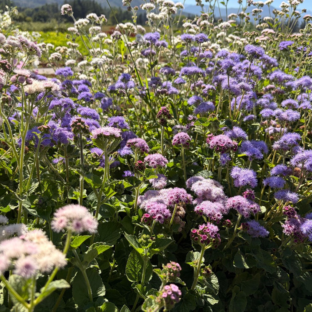 Semillas Ageratum Balls Mixed