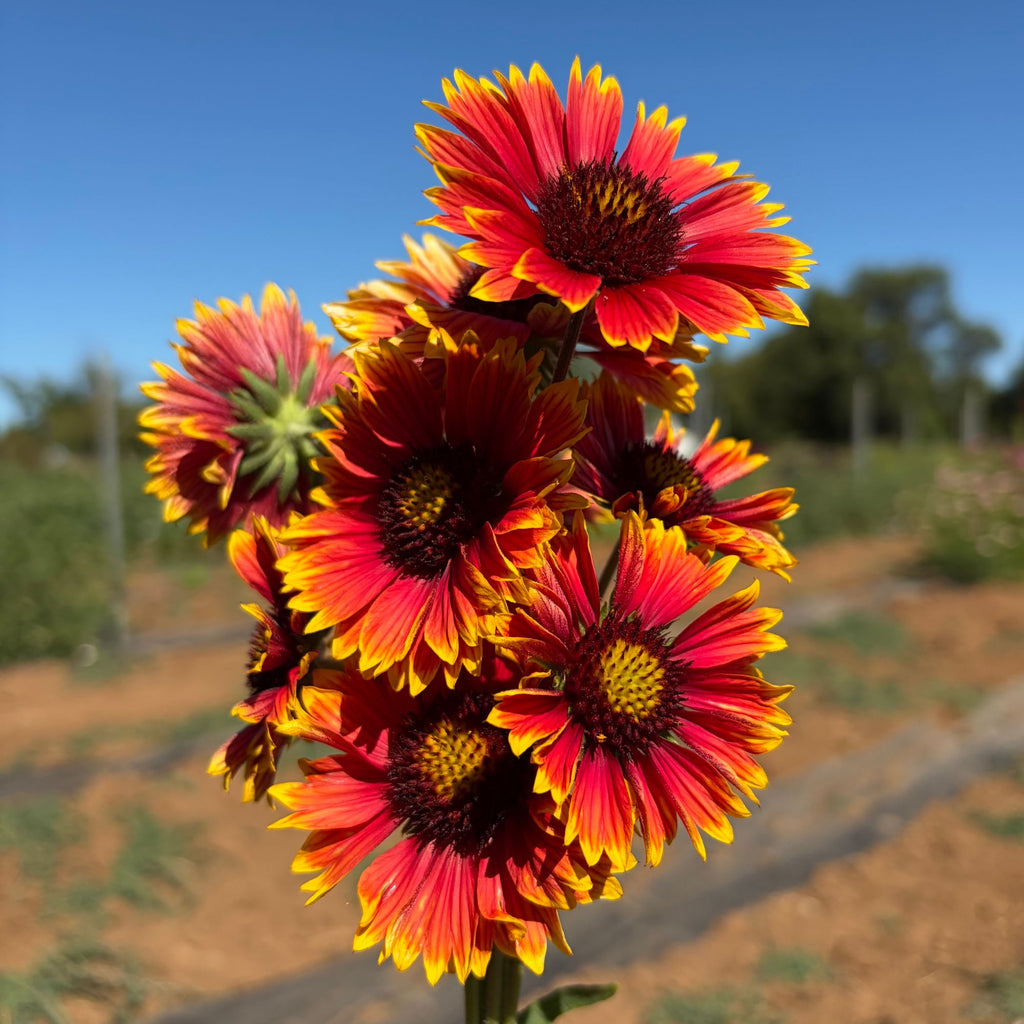 Semillas gallardia Indian Blanket