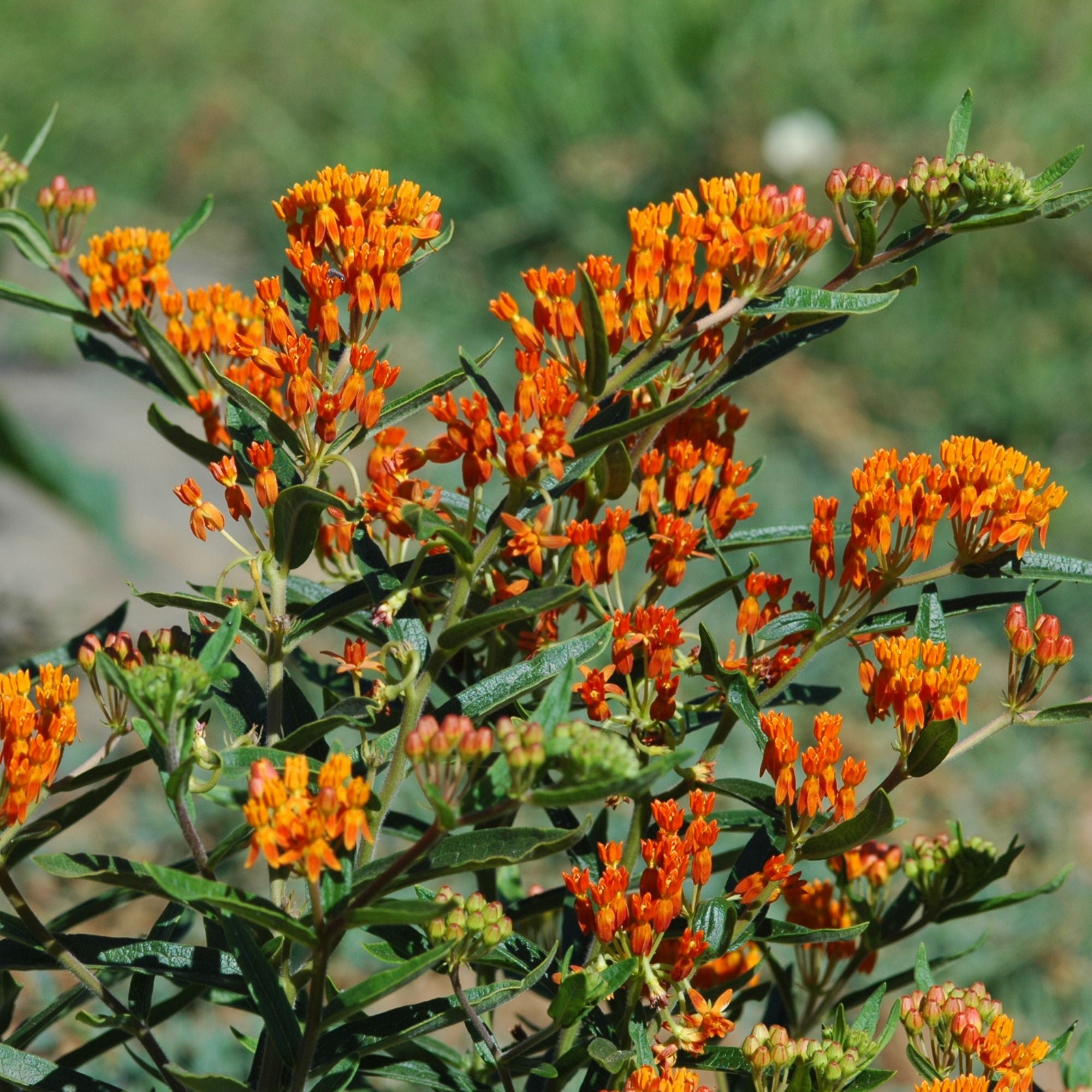 Semillas Milkweed Butterfly
