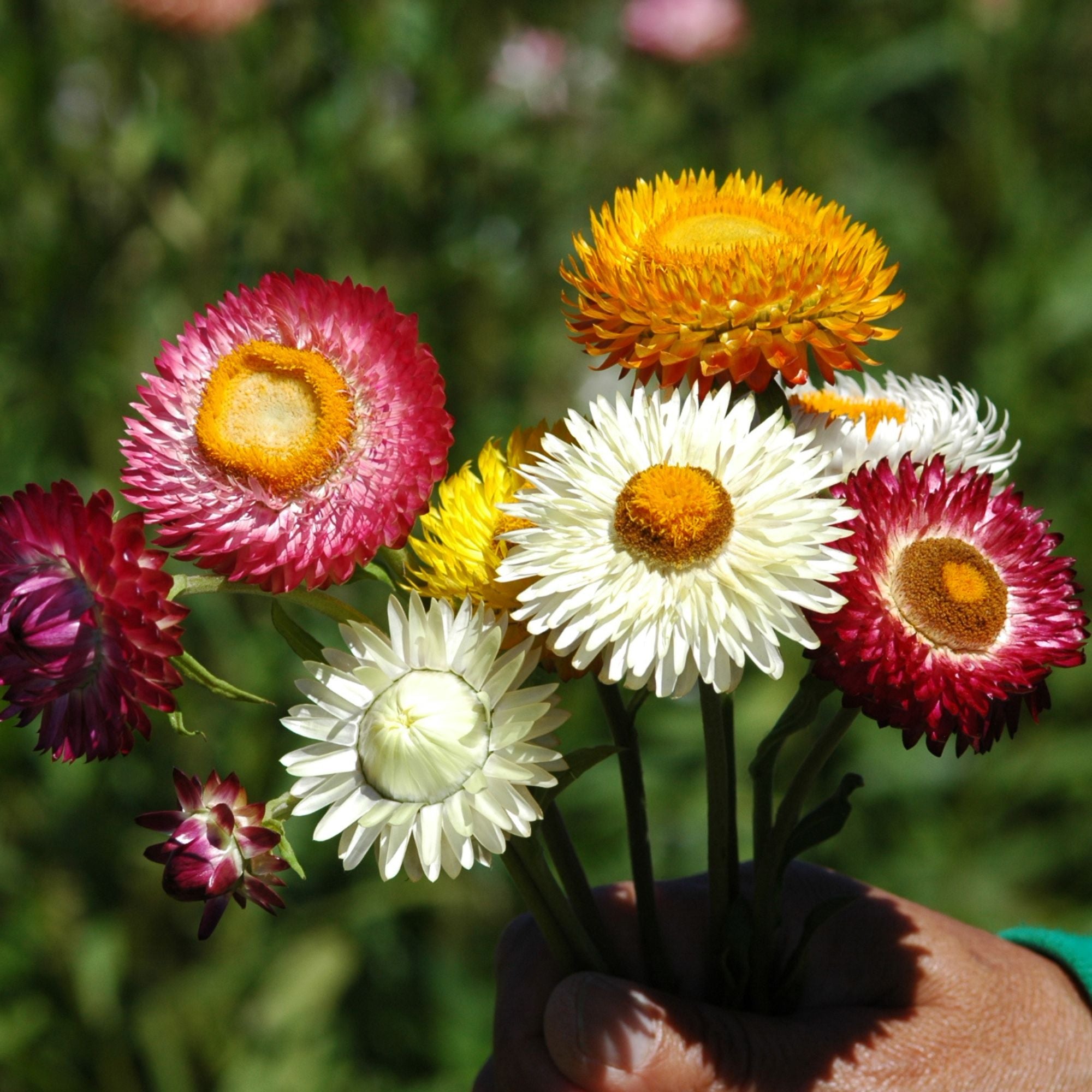 Semillas Strawflower tall double mix
