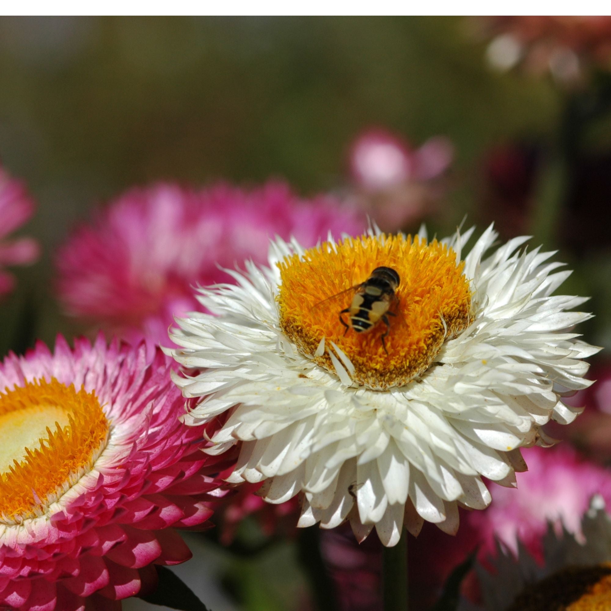 Semillas Strawflower tall double mix