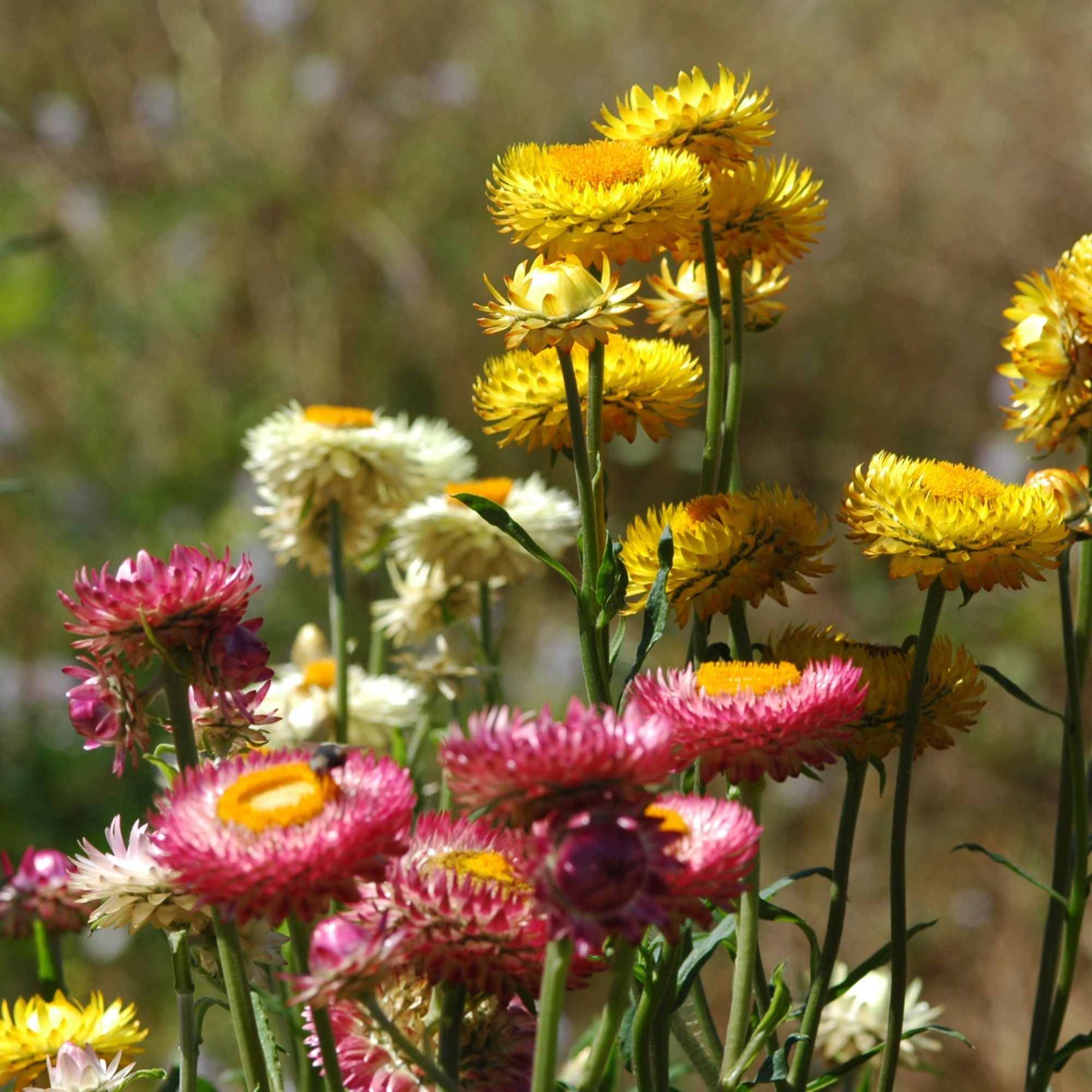 Semillas Strawflower tall double mix