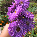 Semillas Aster Gala Lavender