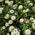 Semillas Zinnia Polar Bear