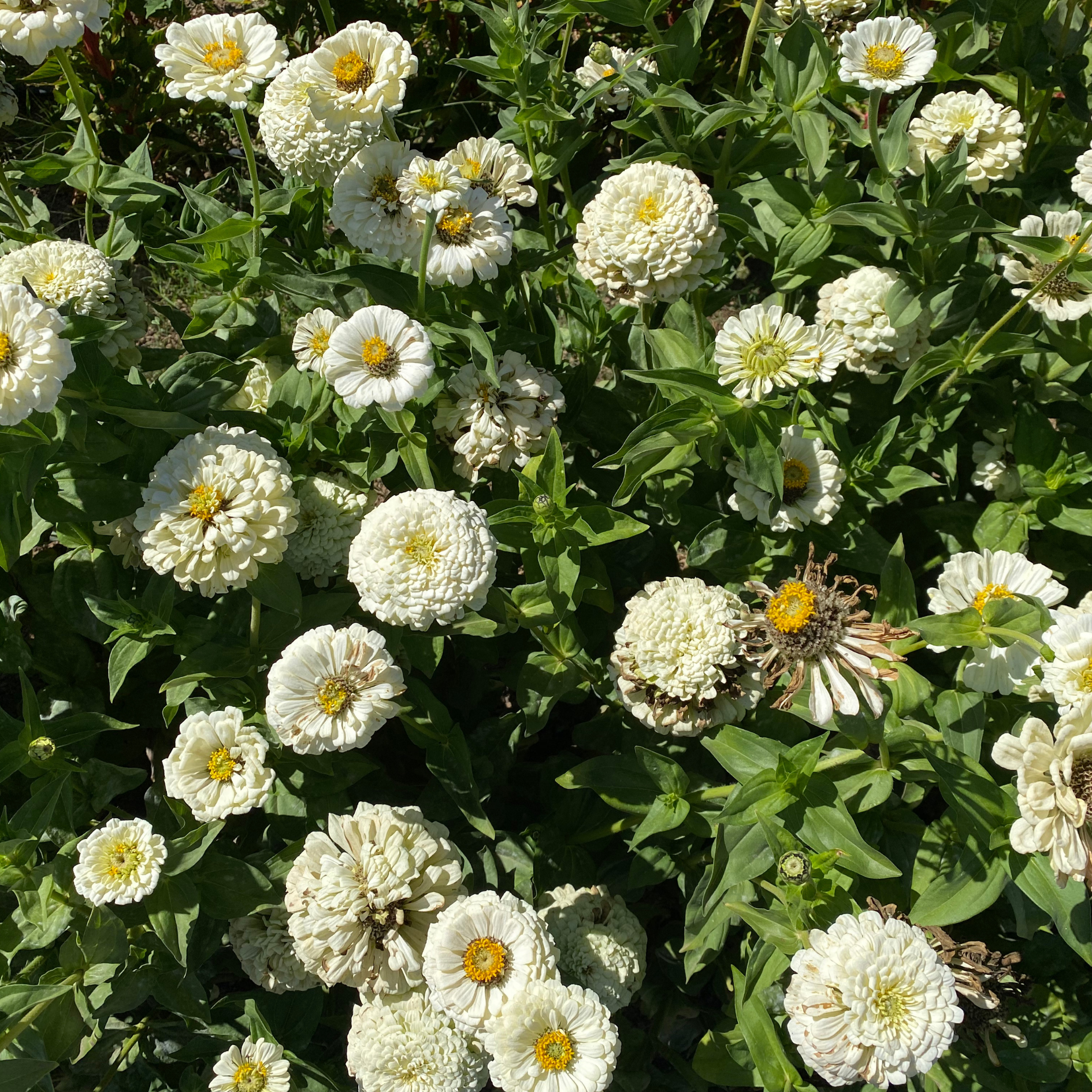 Semillas Zinnia Polar Bear