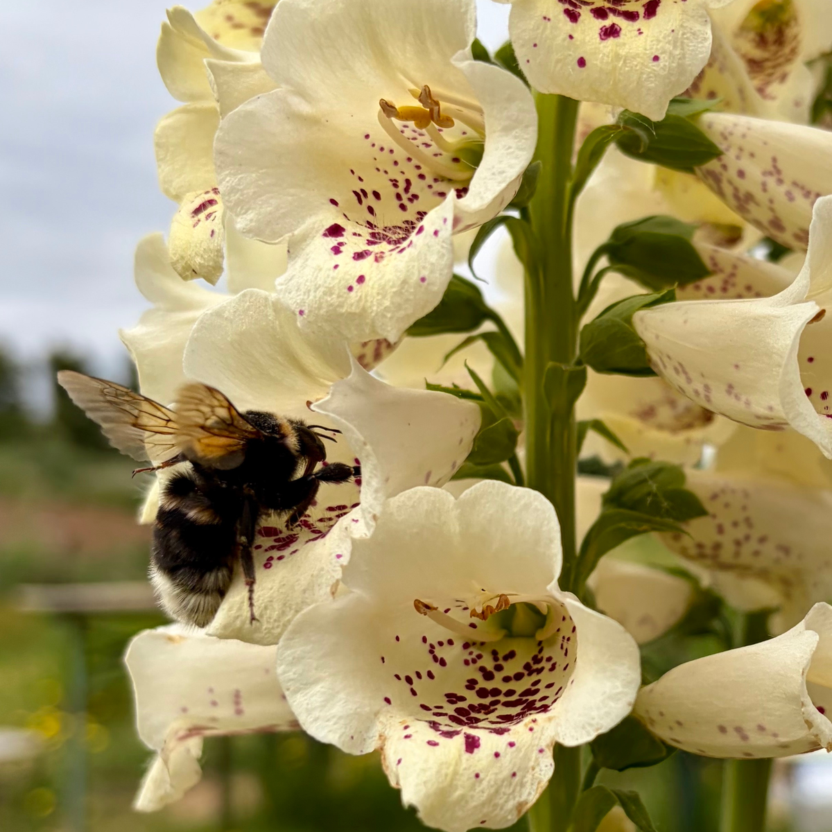 Semillas Digitalis Mix