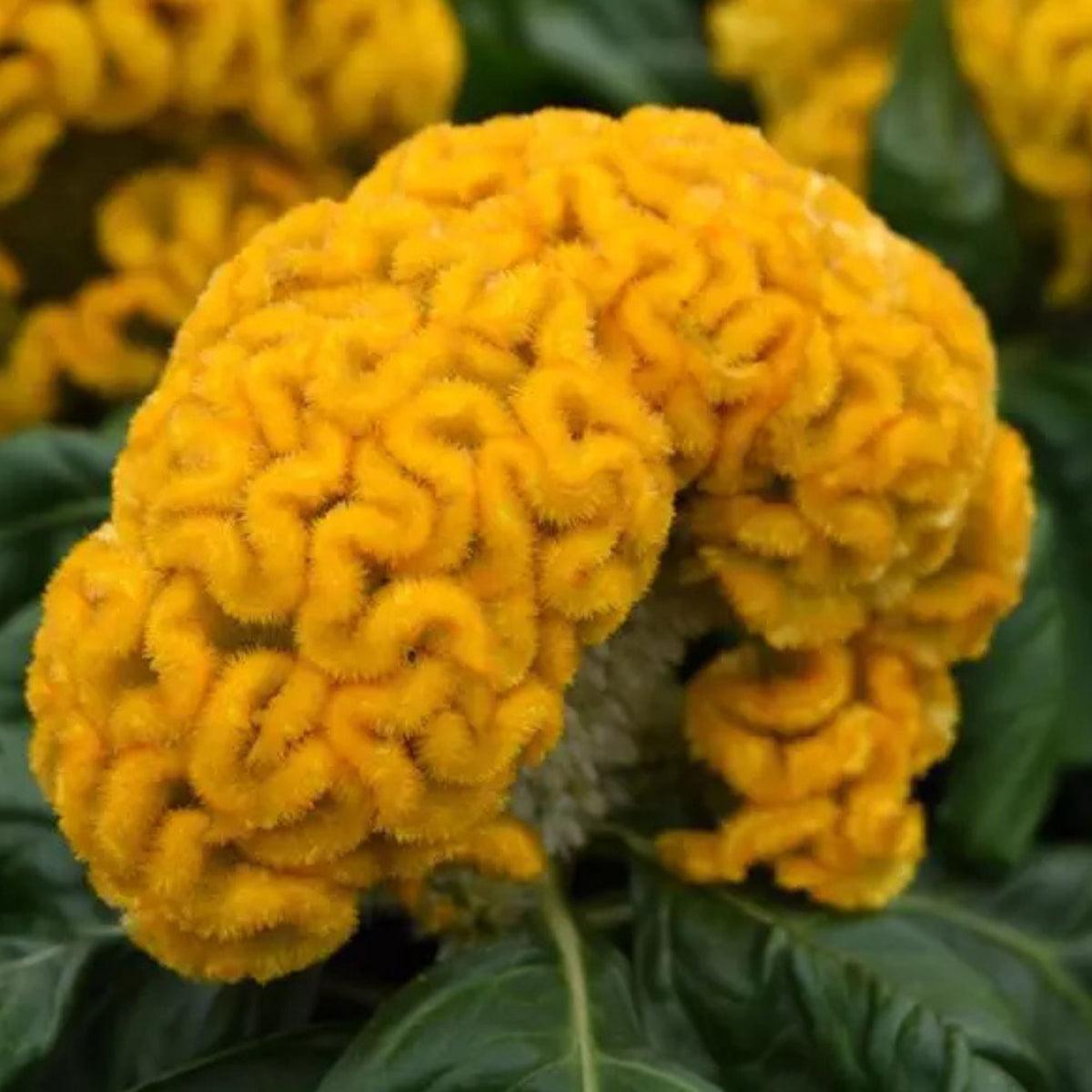 Semillas Celosia Yellow queen
