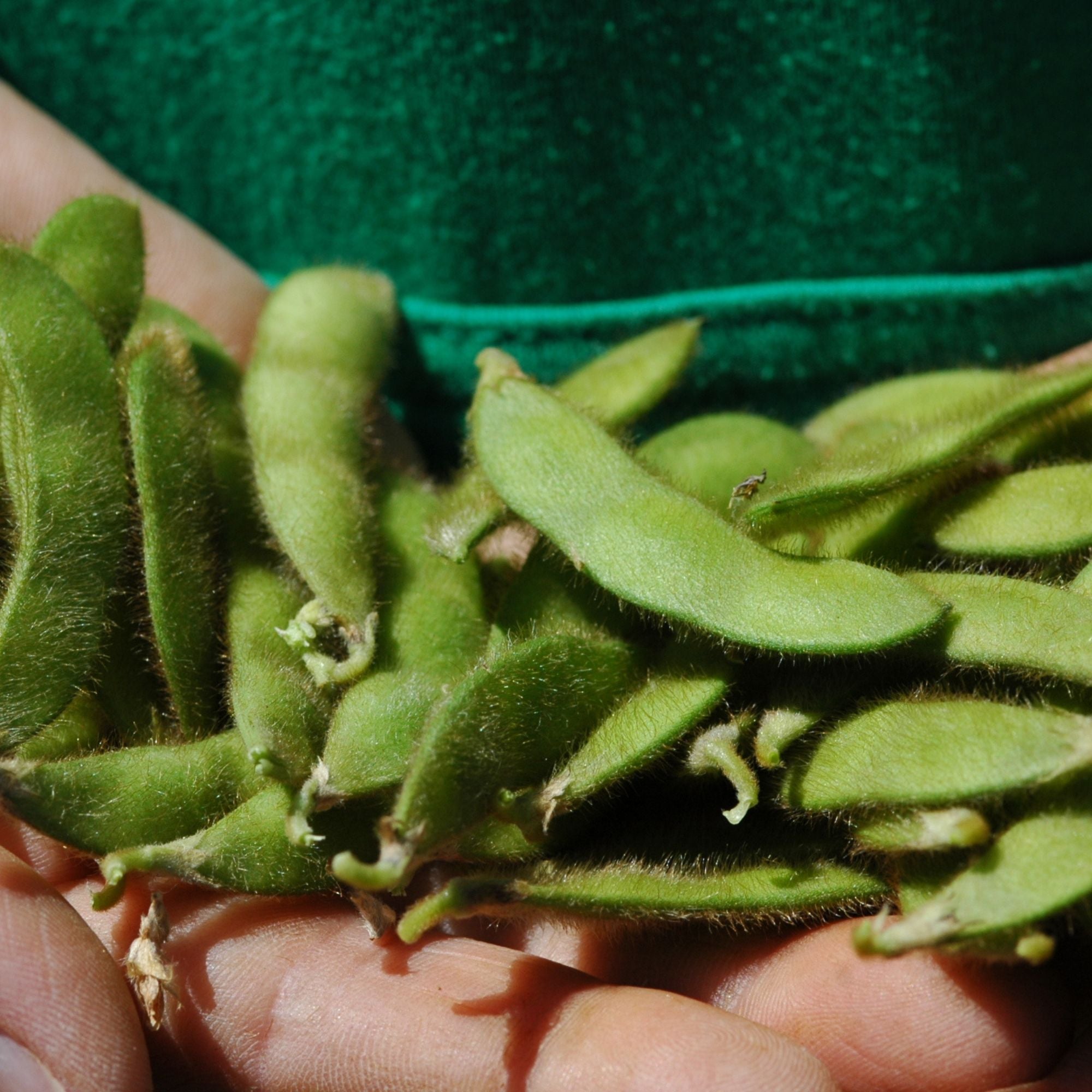 Semillas Poroto soya musan