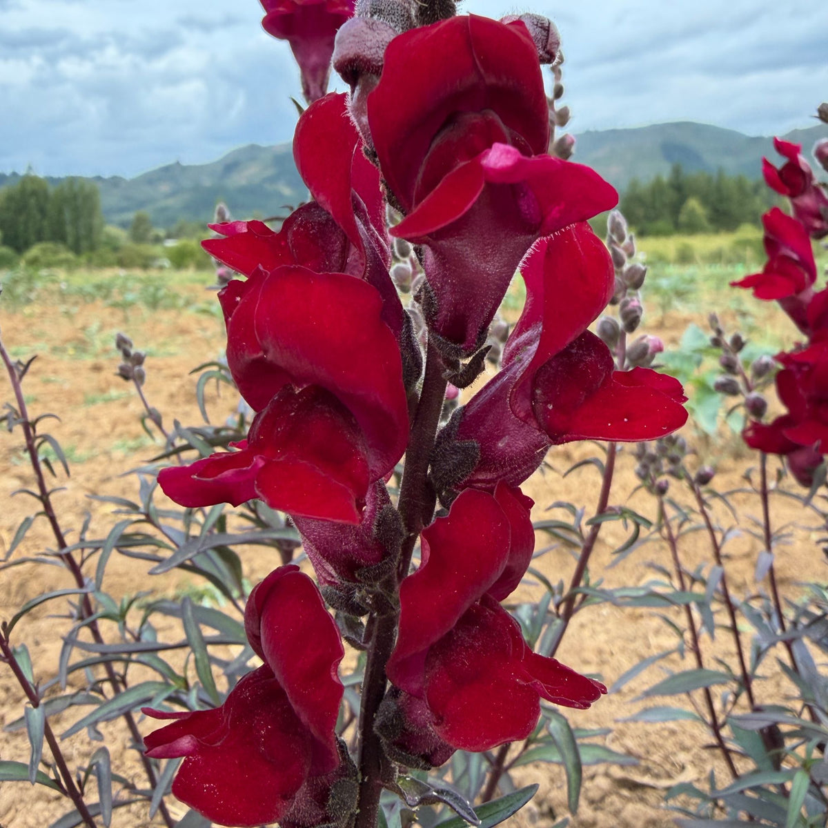 Semillas Snapdragon Black prince