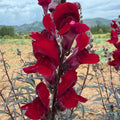 Semillas Snapdragon Black prince