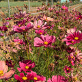 Semillas Cosmos Rubenza