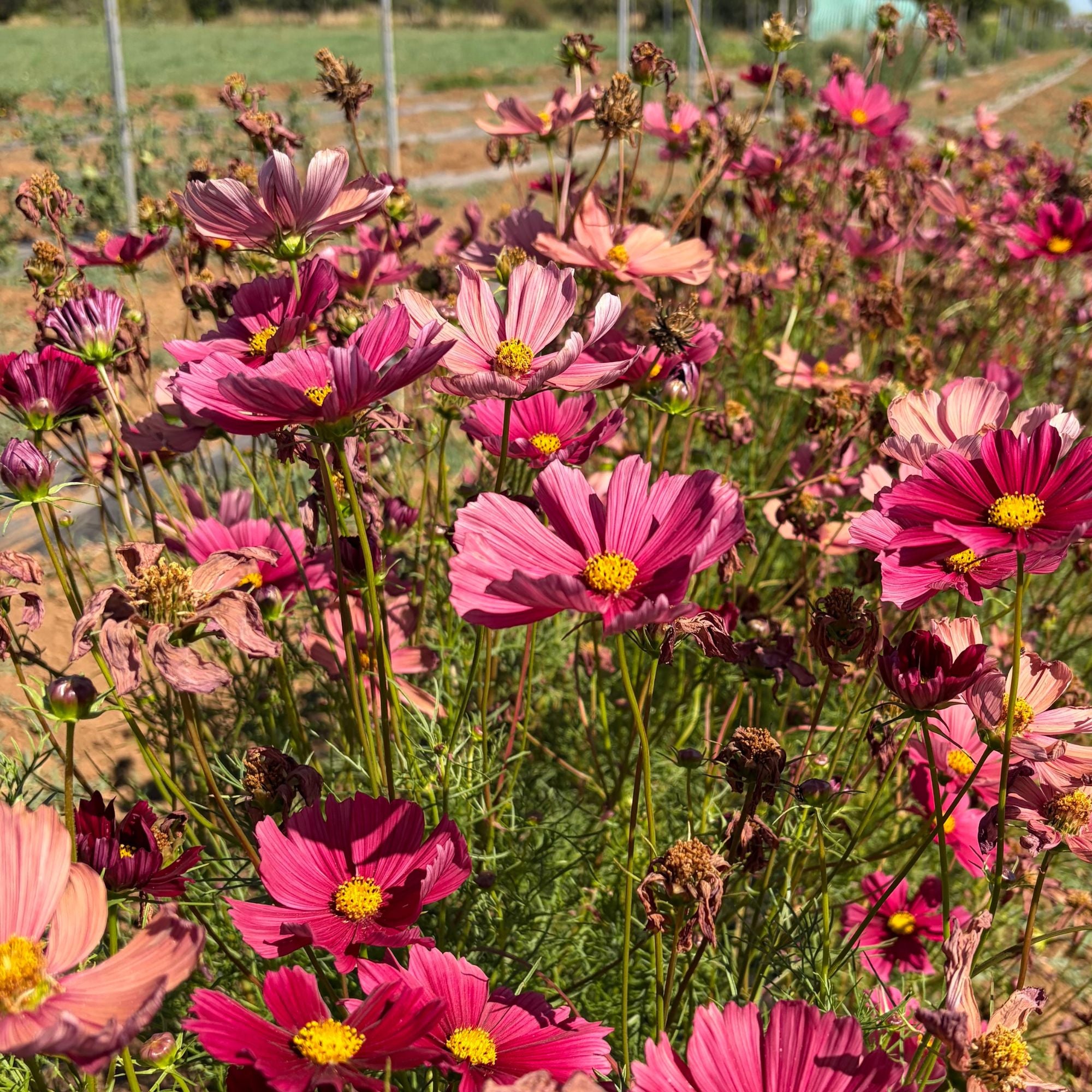 Semillas Cosmos Rubenza