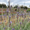 Semillas Lavanda Oregano