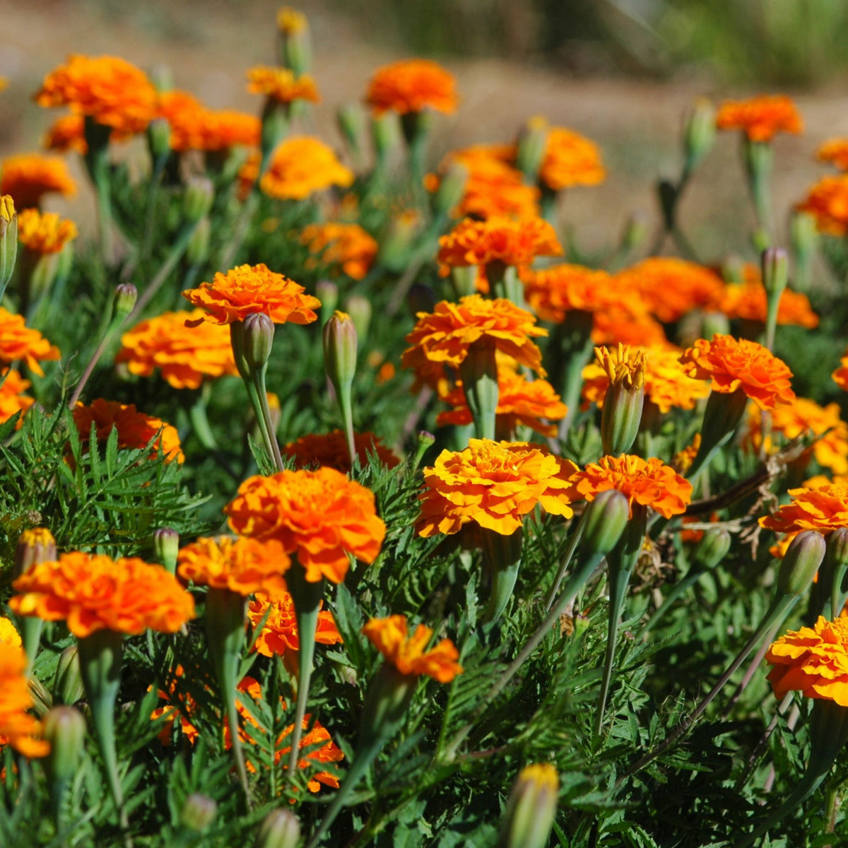 Marygold orange