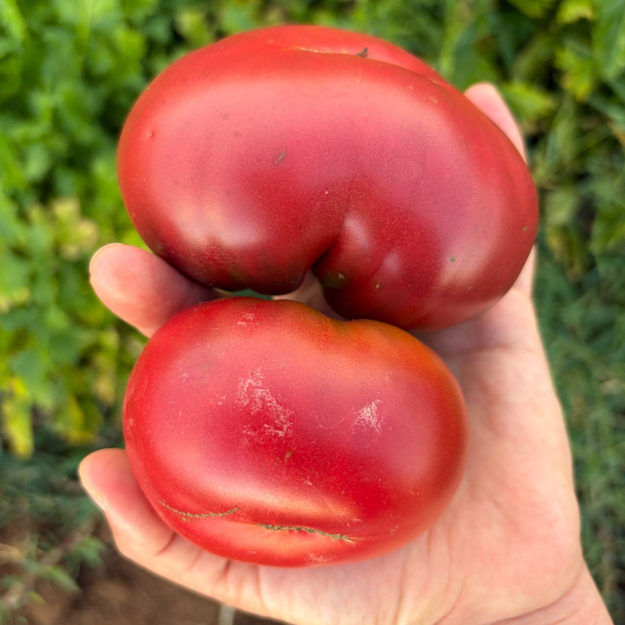 Semilla Tomate cherokee purple