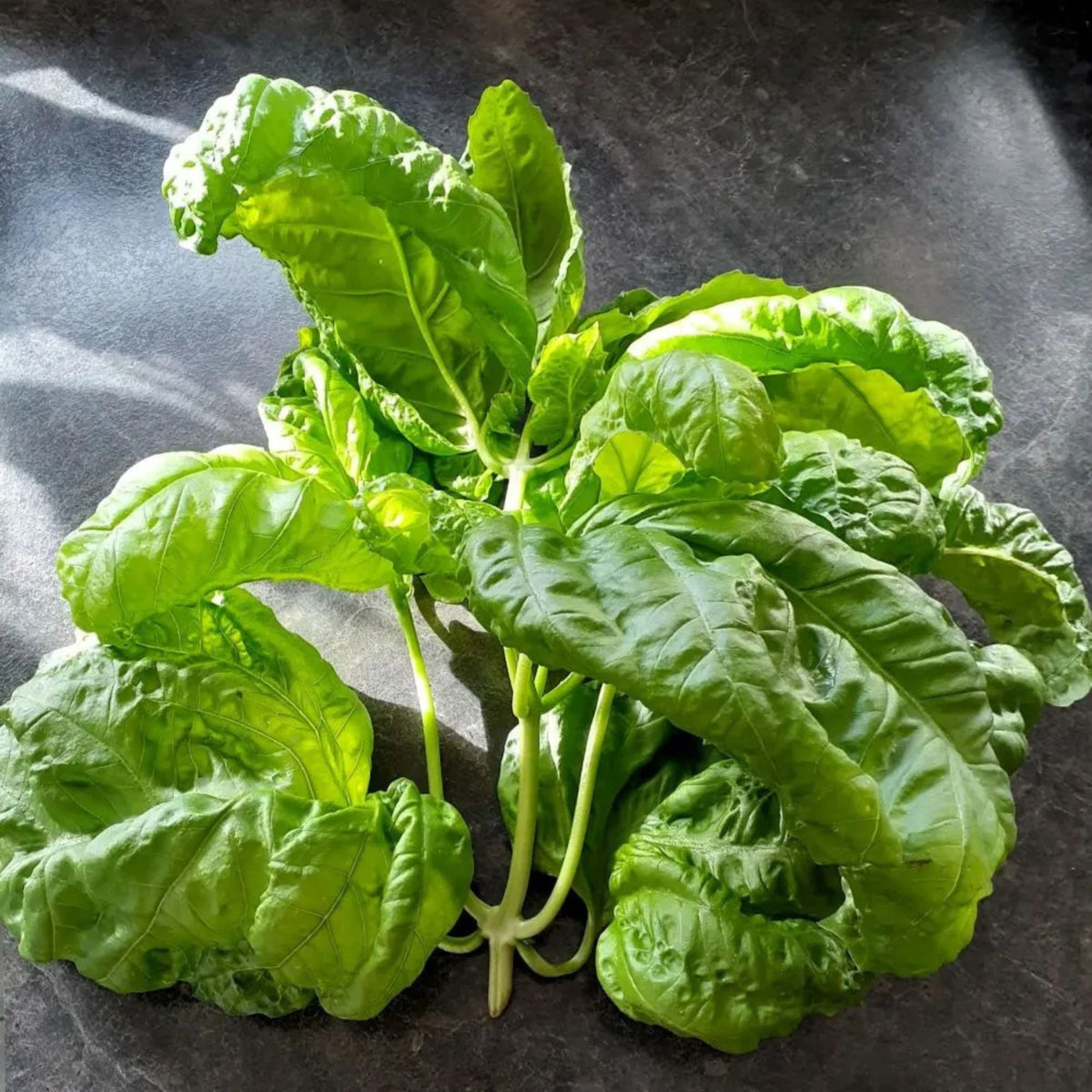 Semillas Albahaca Napoletano